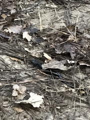 Plethodon cylindraceus