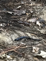 Plethodon cylindraceus