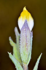 Chloropyron maritimum canescens
