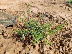 Lepidium apetalum
