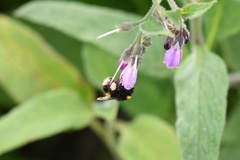 Bombus terrestris