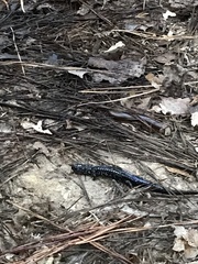 Plethodon cylindraceus
