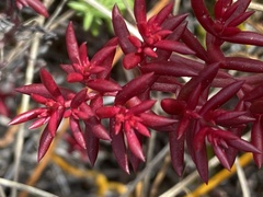 Crassula expansa