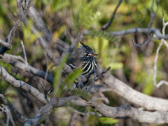 Anairetes flavirostris