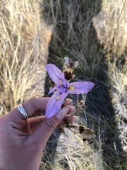 Moraea polystachya