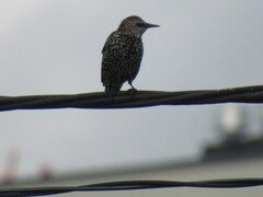 Sturnus vulgaris