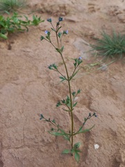 Amethystea caerulea