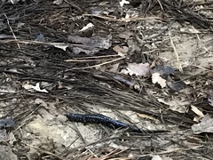 Plethodon cylindraceus