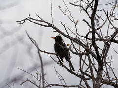 Turdus chiguanco