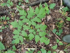 Actaea