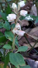 Goodyera foliosa