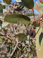 Perga affinis
