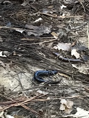Plethodon cylindraceus
