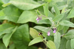 Bombus terrestris