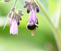 Bombus terrestris