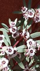 Euphorbia pediculifera