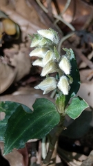 Goodyera foliosa