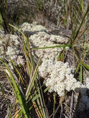 Pulchrocladia retipora