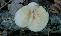 Polyporus tuberaster