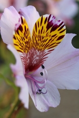 Alstroemeria magnifica