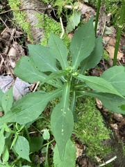 Symphyotrichum prenanthoides
