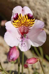Alstroemeria magnifica