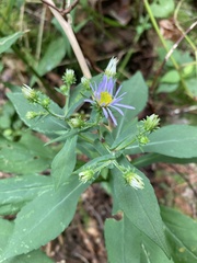 Symphyotrichum prenanthoides