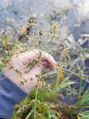 Cicuta bulbifera