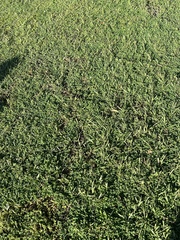 Stenotaphrum secundatum