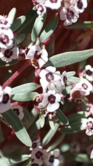 Euphorbia pediculifera