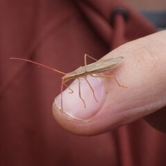 Protenor belfragei