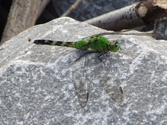 Erythemis simplicicollis