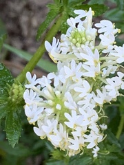 Dischisma ciliatum erinoides