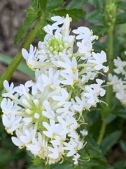 Dischisma ciliatum erinoides