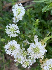 Dischisma ciliatum erinoides