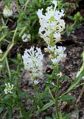 Dischisma ciliatum erinoides