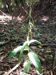 Epipactis helleborine