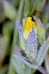 Chloropyron maritimum canescens