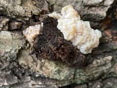 Ductifera pululahuana