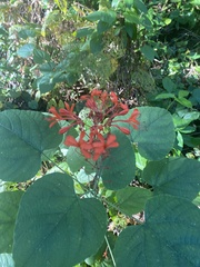 Clerodendrum