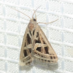 Callistege intercalaris