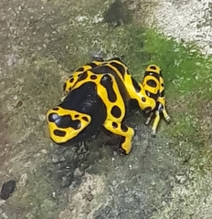 Dendrobates leucomelas