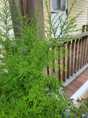 Artemisia annua