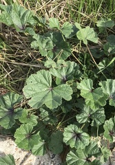 Malva sylvestris