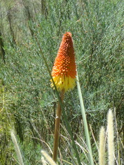 Kniphofia