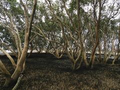 Avicennia marina