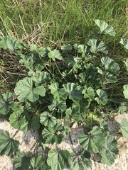 Malva sylvestris
