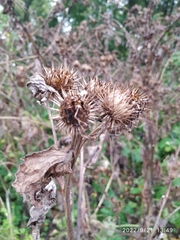 Arctium tomentosum
