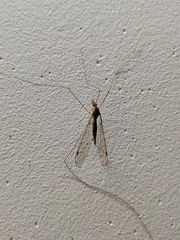Megistocera
