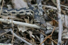 Pituophis catenifer deserticola
